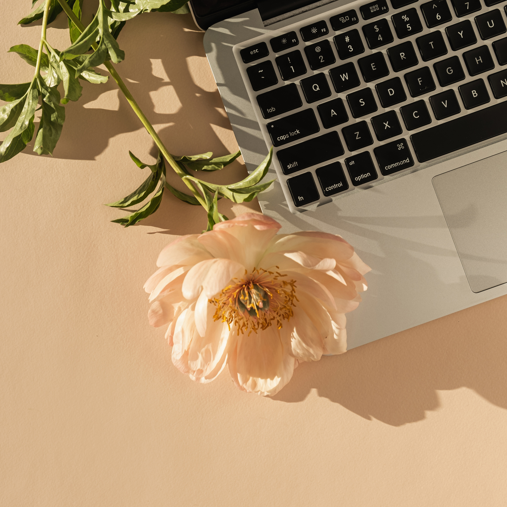 Flower Beside a Laptop